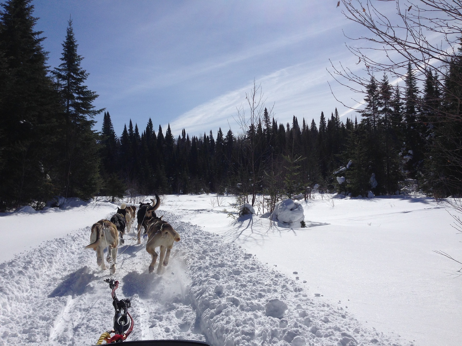 A picture of a team of sled dogs pulling a sled